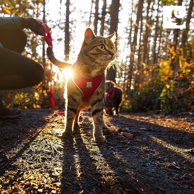 RC Pets Adventure Kitty Cat Harness | Adjustable Airmesh Vest with D-Ring and 6ft Leash for Walking and Travel | Lil Heart, Large