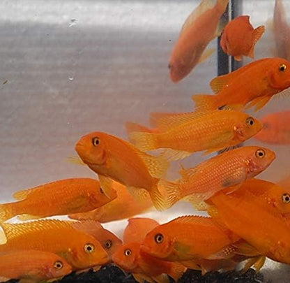 Quinn's Fins- Live Cherry Red Zebra (Small)