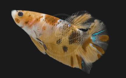 Swimming Creatures™ Betta Live Freshwater Aquarium Fish (Male Nemo (High Grade))