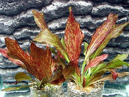 Potted Live Aquarium Plants | Freshwater Aquatic Plants for Aquariums (Red Flame Sword, 5 Pack)