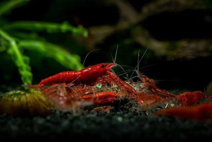20+ High Grade Fire Red Cherry Shrimps Neocaridina Live Freshwater Shrimp Aquarium Inverts High-Grade Cherry Neocaridina Live Arrive Gurrentee