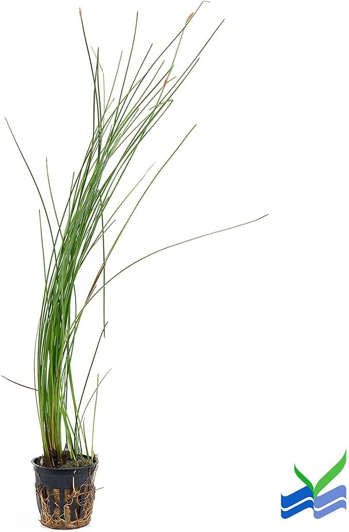 Aquarium Plants Discounts Potted Tall Hairgrass by AquaLeaf Aquatics - Easy Aquatic Live Plant- (Potted Tall Hairgrass, 5 Pack)