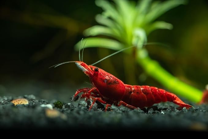 20+ High Grade Fire Red Cherry Shrimps Neocaridina Live Freshwater Shrimp Aquarium Inverts High-Grade Cherry Neocaridina Live Arrive Gurrentee