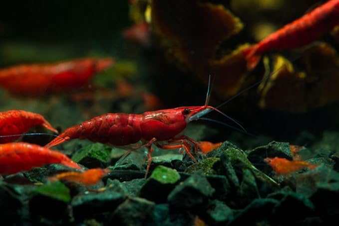 20+ High Grade Fire Red Cherry Shrimps Neocaridina Live Freshwater Shrimp Aquarium Inverts High-Grade Cherry Neocaridina Live Arrive Gurrentee