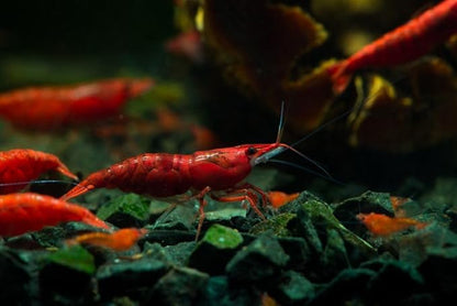 20+ High Grade Fire Red Cherry Shrimps Neocaridina Live Freshwater Shrimp Aquarium Inverts High-Grade Cherry Neocaridina Live Arrive Gurrentee