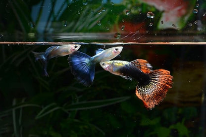 Swimming Creatures™ 15 Assorted Male & Female Guppy Live Tropical Freshwater Aquarium Fish