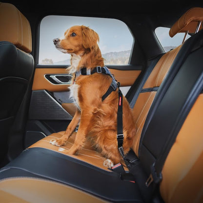 EzyDog Click ISOFIX Standard - Dog Seat Belt Car Harness Attachment for Dogs - Adjustable Dog Restraints Seatbelts for Car Travel and Safety - (17in - 26in, Black)