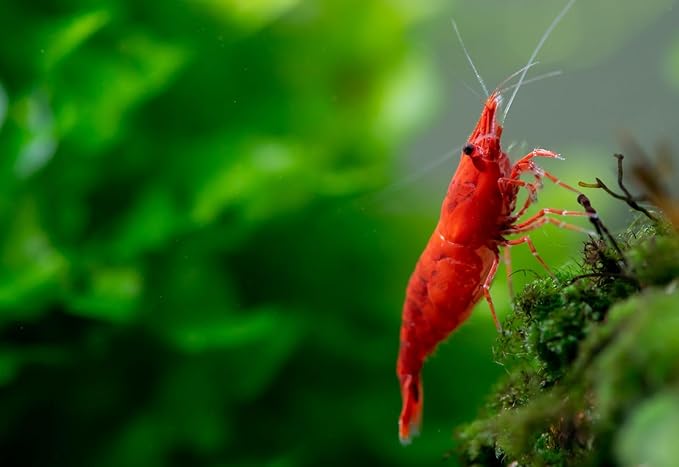 20+ High Grade Fire Red Cherry Shrimps Neocaridina Live Freshwater Shrimp Aquarium Inverts High-Grade Cherry Neocaridina Live Arrive Gurrentee