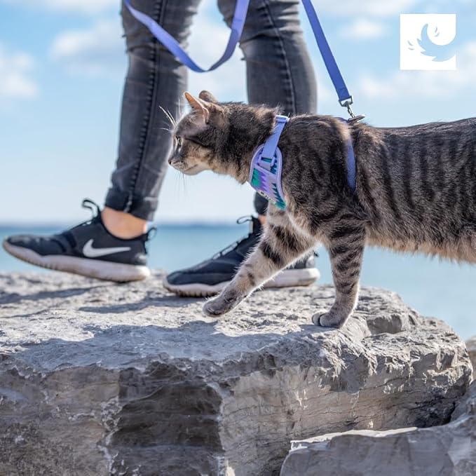 RC Pets Adventure Kitty Cat Harness | Adjustable Airmesh Vest with D-Ring and 6ft Leash for Walking and Travel | Black, Large