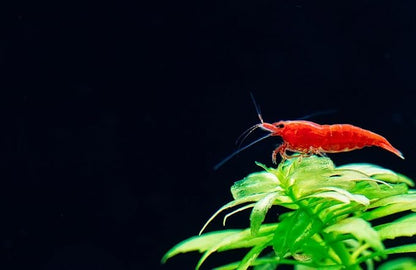 20+ High Grade Fire Red Cherry Shrimps Neocaridina Live Freshwater Shrimp Aquarium Inverts High-Grade Cherry Neocaridina Live Arrive Gurrentee