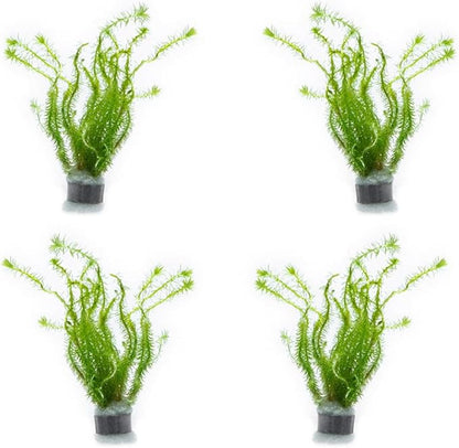 SubstrateSource Live Aquarium Stem Plants - Freshwater Aquatic Plant for Fish Tanks, Aquascaping - (Mayaca Fluviatilis, 4 Bunches)