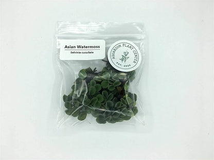 Asian Watermoss, Salvinia cucullata, Live Aquarium/Aquatic/Freshwater/Floating/Pond Plant, Planted Tank, Aquascaping by Aquarium Plant Center (12 Plants)