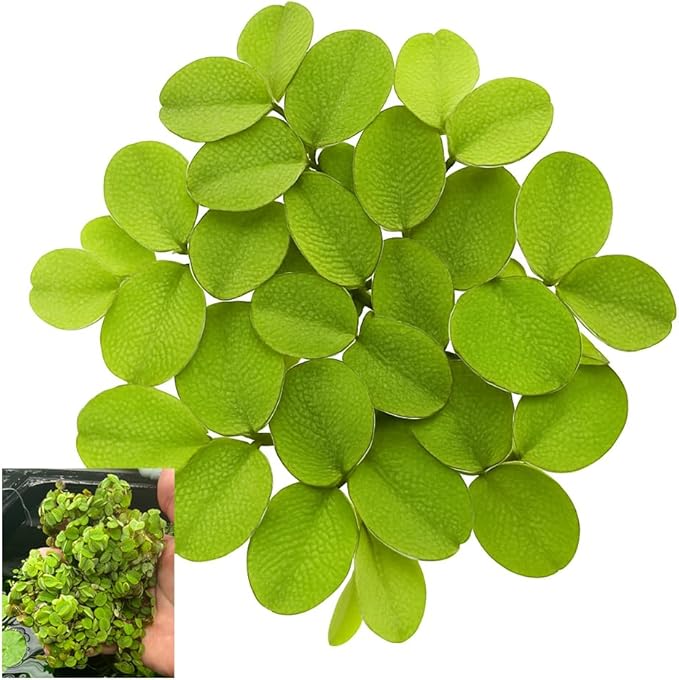 Huge Portion Salvinia Minima Water Spangles Live Floating Aquarium Plant Live Awesome Aquatic