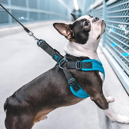 Gooby Escape Free Sport Dog Harness, Choke-Free, Lime, Small | Patented escape-free frame; Reduces choking; 4-point adjustment; Soft neoprene padding; Durable webbed straps