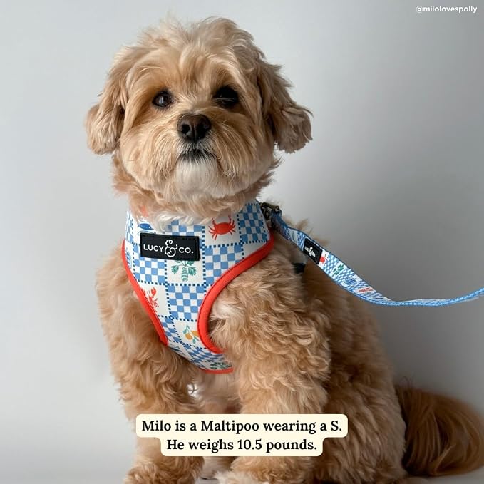 Lucy & Co. Sunny in Sicily Reversible Dog Harness, Adjustable Comfort Fit with Dual Leash Attachments, X-Small
