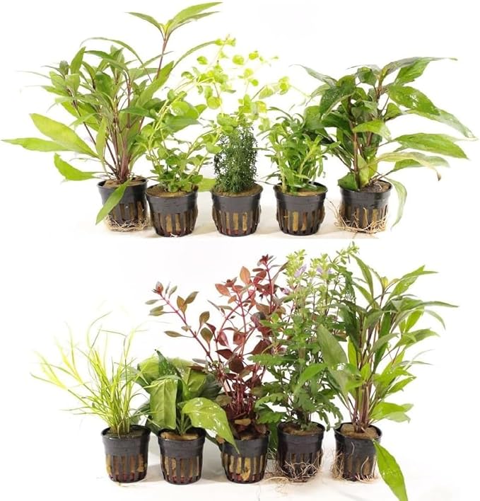 Live Freshwater Aquarium Plants - 10 Assorted Potted for Fish Tanks - (Grower's Choice) Beginner Friendly