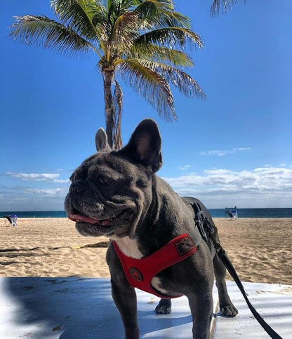 Gooby Escape Free Sport Dog Harness, Choke-Free, Red, Small | Patented escape-free frame; Reduces choking; 4-point adjustment; Soft neoprene padding; Durable webbed straps