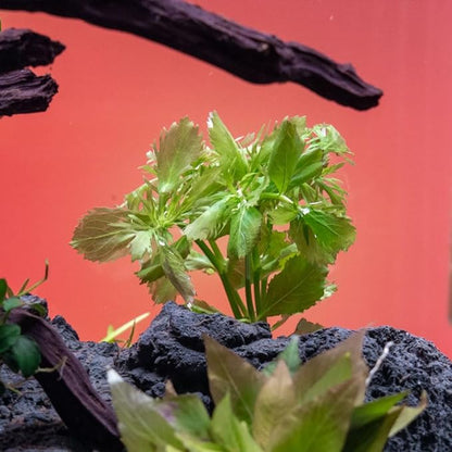 SubstrateSource Live Aquarium Stem Plants - Freshwater Aquatic Plant for Fish Tanks, Aquascaping - (Water Wisteria Hygrophila Difformis, 4 Bunches)