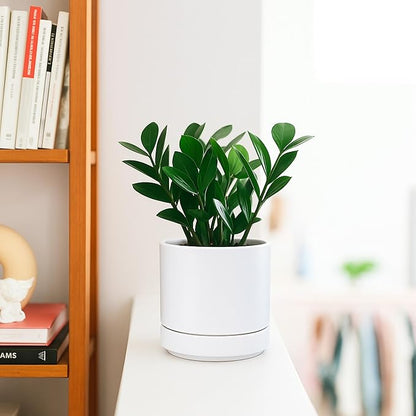 D'vine Dev 4.7 Inch Ceramic Planter Pot, White, 94-O-B-1 | Modern Cylinder Design, Drainage Hole & Saucer Included, Stable Structure, Elegant Home Accent