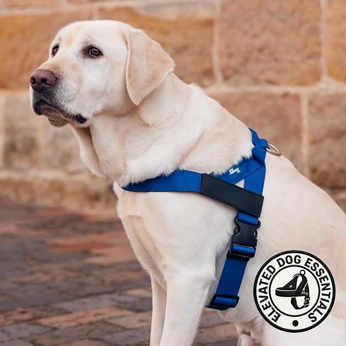 Dog Friendly Co. Dog Harness for Medium Sized Dogs (Classic Blue, Medium) | One Click Buckle, Chafe Resistant Webbing, Adjustable Neck & Chest, and Heavy Duty D-Ring, Sturdy Comfortable and Easy to Use
