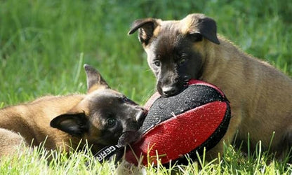 Dingo Gear Roller Bite Tug for Dog Training Work Sports Fun Blue S02790
