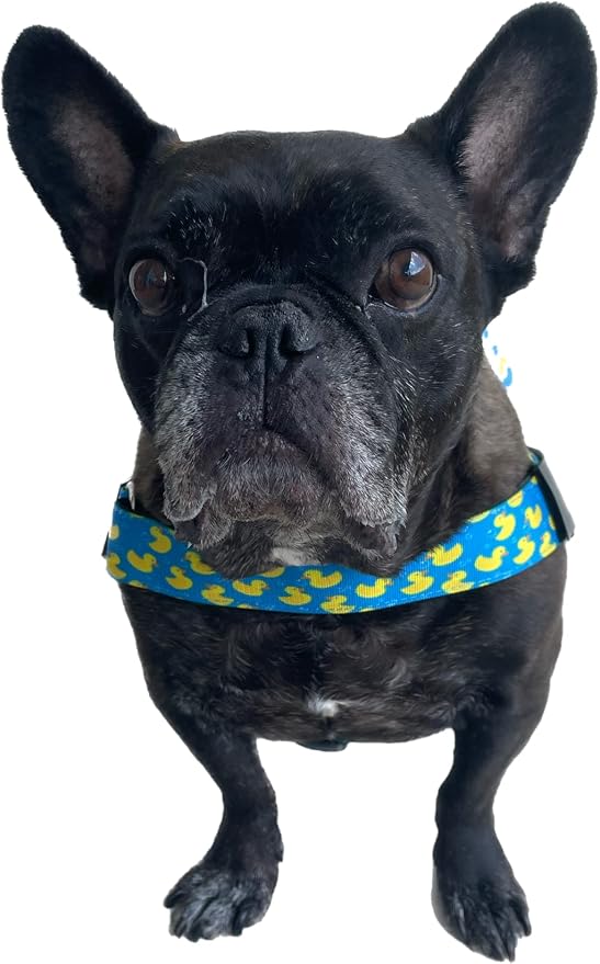 Adjustable Dog Harness– No Pull, No Choke – for English Bulldogs, French Bulldogs, Pugs & Broad-Chested Breeds – Easy, Safe Walks (Sky-Duck, Large)