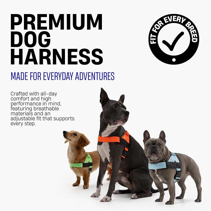 Dog Friendly Co. Dog Harness for Small Dogs (Black, Small) | One Click Buckle, Chafe Resistant Webbing, Adjustable Neck & Chest, and Heavy Duty D-Ring, Sturdy Comfortable and Easy to Use