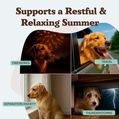 Natural Dog Company Calming Chews for Dogs, Stress & Anxiety Relief Supplement with Chamomile, Valerian Root & Melatonin, Natural Soothing Chews for Travel, Thunder, Fireworks & Separation (90 cnt)