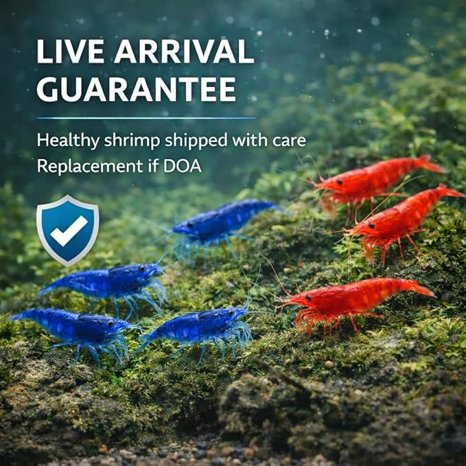 10+ Mixed Color Neocaridina Shrimp Live Freshwater Aquarium Shrimp for Breeding 1/2-1 Inch Young Adults Fire Red, Blue Dream Yellow & More Live Arrival Guarantee