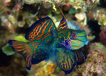 Aquatic Foods Inc. Brine Shrimp, Freeze Dried Floating Brine Shrimp Cubes for All Tropical Fish, Marine Fish, Discus, Cichlids, Koi & Pond Fish, Turtles…2oz Clear Bag