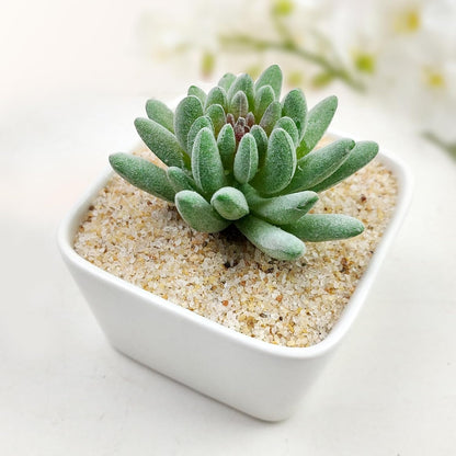 10 lbs Aquarium Silica Sand. Decorative Mini Aquarium Gravel Substrate for Fish Tank, Plants Potted, Fire Pits, Candle, Vase Filler and Crafts