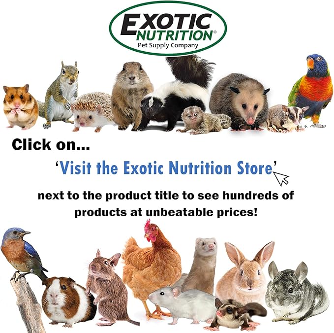 Treadmill Wheel 11" Black - All-Metal Exercise Wheel - Chinchillas, Prairie Dogs, Rats, Hedgehogs, Sugar Gliders, Squirrels, Degus, Hamsters & Other Small Animals - Smooth, Fast, Silent, Durable