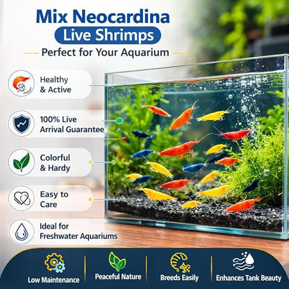 10+ Mixed Color Neocaridina Shrimp Live Freshwater Aquarium Shrimp for Breeding 1/2-1 Inch Young Adults Fire Red, Blue Dream Yellow & More Live Arrival Guarantee