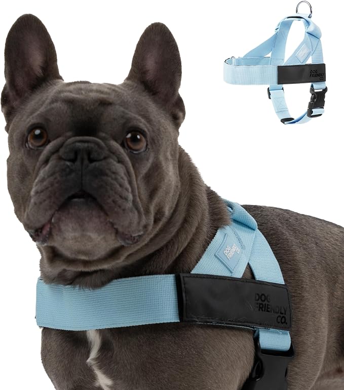 Dog Friendly Co. Dog Harness for Small Dogs (Sky Blue, Extra Small) | One Click Buckle, Chafe Resistant Webbing, Adjustable Neck & Chest, and Heavy Duty D-Ring, Sturdy Comfortable and Easy to Use