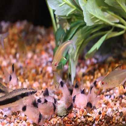 Aquatic Foods Ultra Multi-Worm 12mm - 1/2'' Sinking Wafers of 6-Types of Worms. Ideal for Bottom Fish, Plecos, Shrimp, Snails, Crayfish, All Herbivorous & Omnivorous Tropical Fish...25-lbs