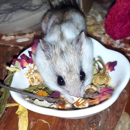 Flower Fusion Treat - Healthy Natural Dried Flower Herbivore Treat - Chinchillas, Guinea Pigs, Rabbits, Prairie Dogs, Degus, Hamsters, Rats, Squirrels, Sugar Gliders & Other Small Pets (0.85 oz)