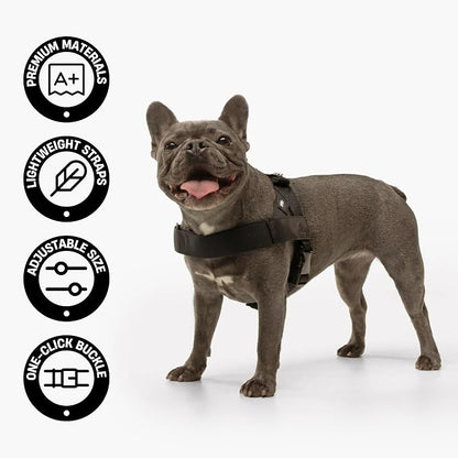 Dog Friendly Co. Dog Harness for Small Dogs (Neon Green, Extra Small) | One Click Buckle, Chafe Resistant Webbing, Adjustable Neck & Chest, and Heavy Duty D-Ring, Sturdy Comfortable and Easy to Use