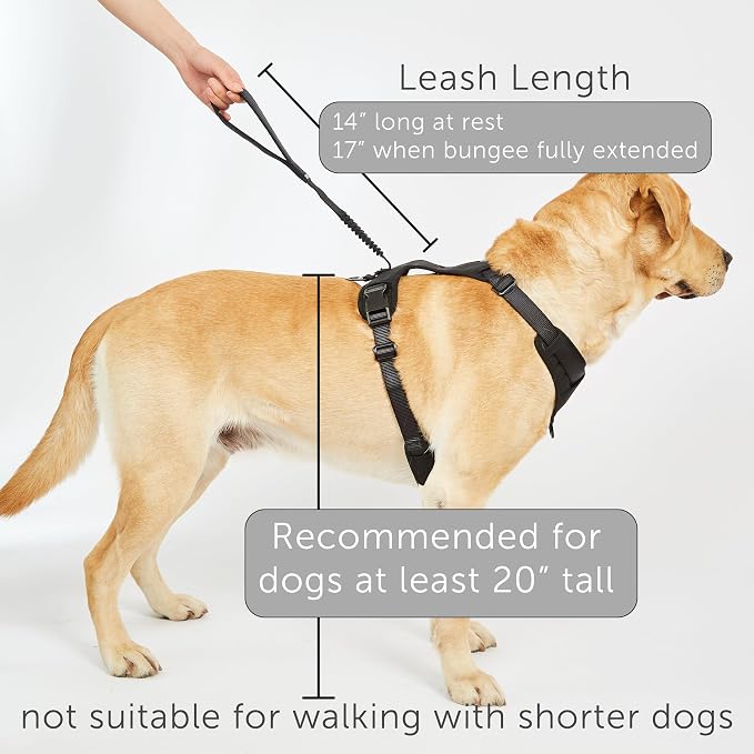TUG Grab Dog Harness with Built-in Magnetic Traffic Leash (XL/Cream) | Padded Magnetic Traffic Handle | Dual Leash Clips | 4-Point Adjustable Fit | Durable Nylon