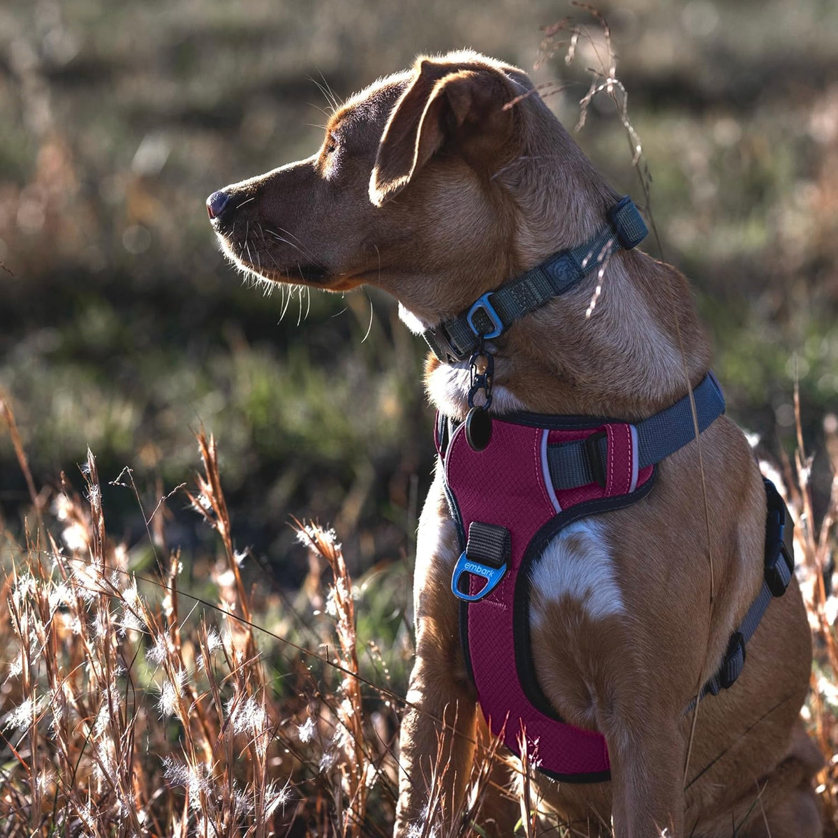 Embark Adventure Dog Harness, Reflective Trim No Pull Dog Harness for Large Dogs - Military Grade Nylon, Front Clip with Gel Lined Handle.
