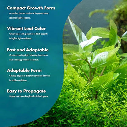 SubstrateSource Dwarf Hygrophila Corymbosa Siamensis Live Aquarium Plant - Freshwater Fish Tank Decorations and Natural Aquatic Decor (1)