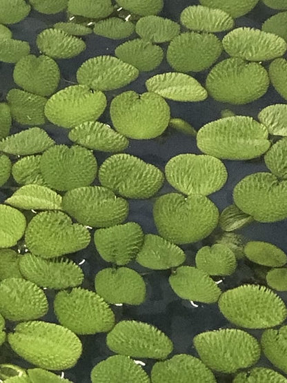 24 Water Spangles (Salvinia Minima), Live Aquarium/Aquatic/Floating/Pond/Beginner Plant NO Snail by TMD Fishkeeping