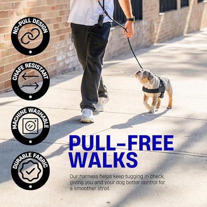 Dog Friendly Co. Dog Harness for Small Dogs (Black, Small) | One Click Buckle, Chafe Resistant Webbing, Adjustable Neck & Chest, and Heavy Duty D-Ring, Sturdy Comfortable and Easy to Use