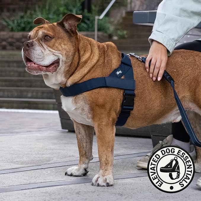Dog Friendly Co. Dog Harness for Large Breeds (Navy, Extra Large) | One Click Buckle, Chafe Resistant Webbing, Adjustable Neck & Chest, and Heavy Duty D-Ring, Sturdy Comfortable and Easy to Use