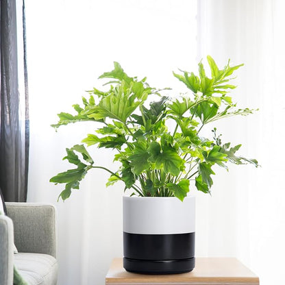 D'vine Dev 6.5 Inch Ceramic Planter Pot, Black White Two Tone, 94-O-C-L | Modern Cylinder Design, Drainage Hole & Saucer Included, Stable Structure, Elegant Home Accent