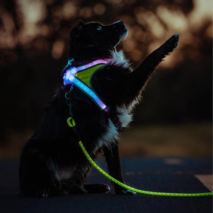 noxgear LightHound Light Up Reflective Dog Harness and Leash, Small | 360° Light Up Reflective Dog Harness, 8 Colors & 6 Modes, USB Rechargeable, Adjustable, Rainproof, LED Fiber Optic