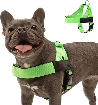 Dog Friendly Co. Dog Harness for Small Dogs (Neon Green, Extra Small) | One Click Buckle, Chafe Resistant Webbing, Adjustable Neck & Chest, and Heavy Duty D-Ring, Sturdy Comfortable and Easy to Use