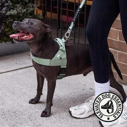 Dog Friendly Co. Dog Harness for Small Dogs, Adjustable (Khaki, Small) | One Click Buckle, Chafe Resistant Webbing, Adjustable Neck & Chest, and Heavy Duty D-Ring, Sturdy Comfortable and Easy to Use