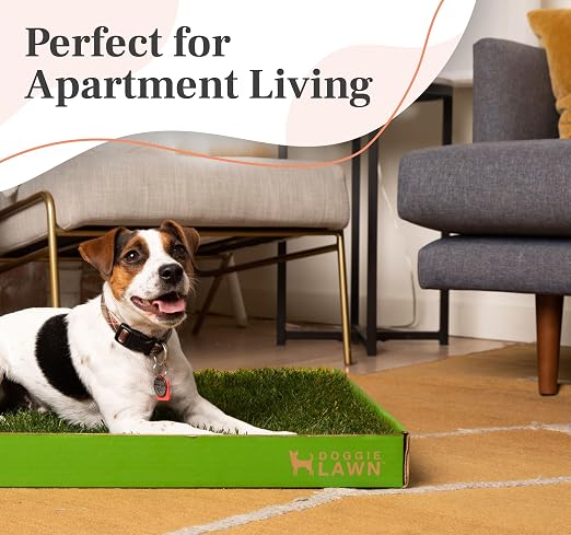 DoggieLawn Real Grass Dog Pee Pads with Tray - Mini Dog Potty Pad 24x9 | No-cleaning, odor-reducing puppy potty training pad for housebreaking, indoor or outdoor use, real grass, replace when needed