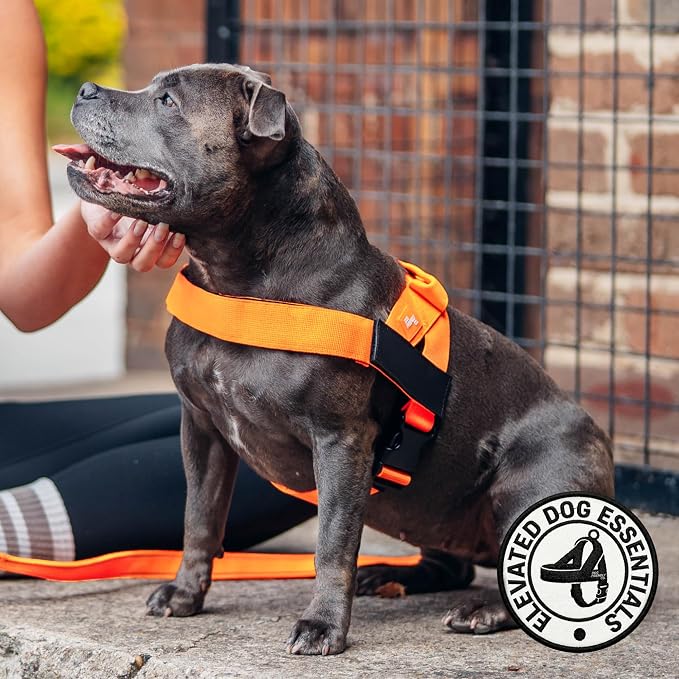 Dog Friendly Co. Dog Harness for Small Dogs (Hi-Vis Orange, XXSmall) | One Click Buckle, Chafe Resistant Webbing, Adjustable Neck & Chest, and Heavy Duty D-Ring, Sturdy Comfortable and Easy to Use