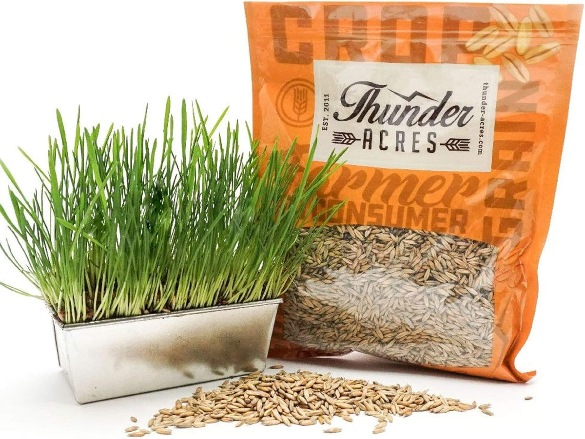 Thunder Acres Non GMO, Certified Organic, Oat Seed (5 lb.)